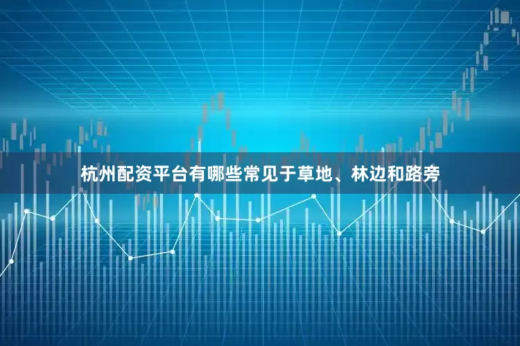 杭州配资平台有哪些常见于草地、林边和路旁