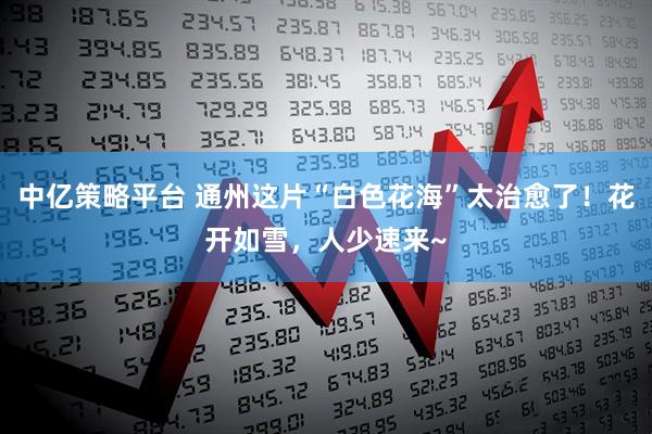 中亿策略平台 通州这片“白色花海”太治愈了！花开如雪，人少速来~